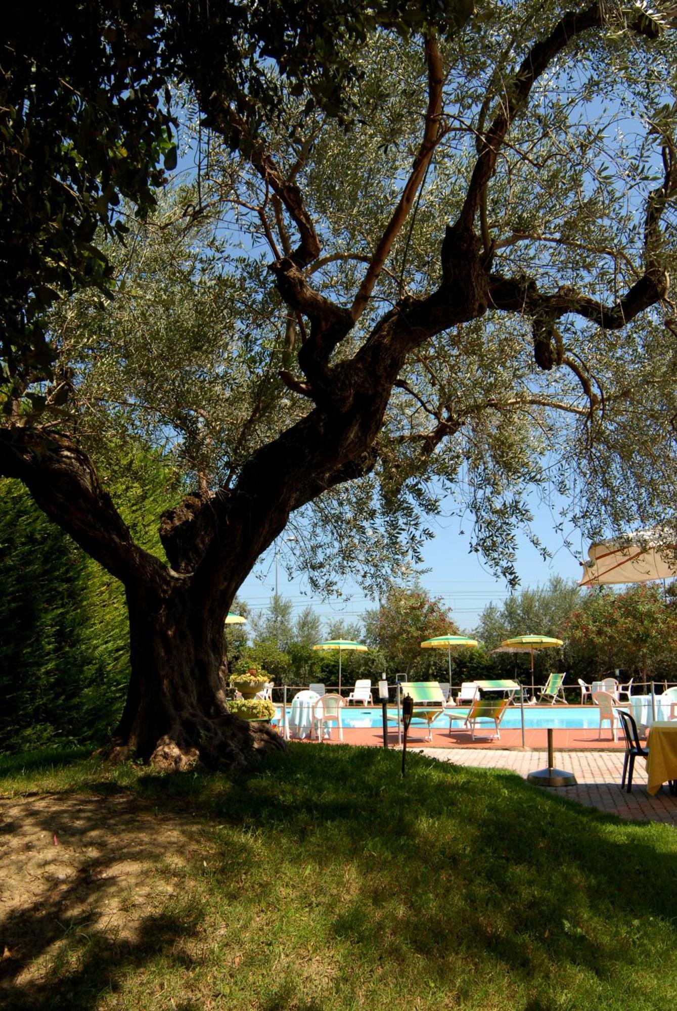 Hotel Parco Degli Ulivi Scerne Экстерьер фото